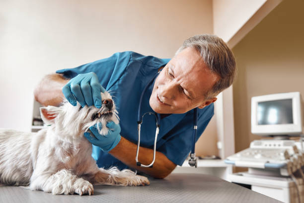  Nolanville, TX Emergency Dentist Pros
